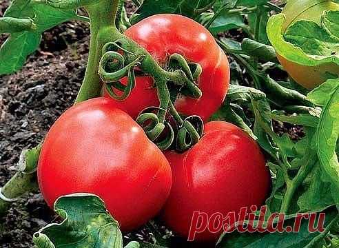«Сухой закон» для томатов ( метод казарина )