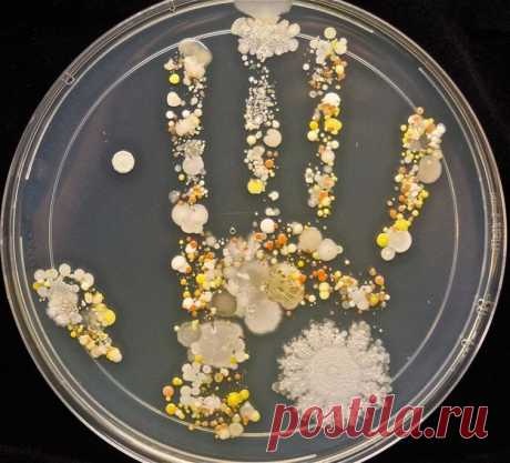 Сколько микробов на наших руках