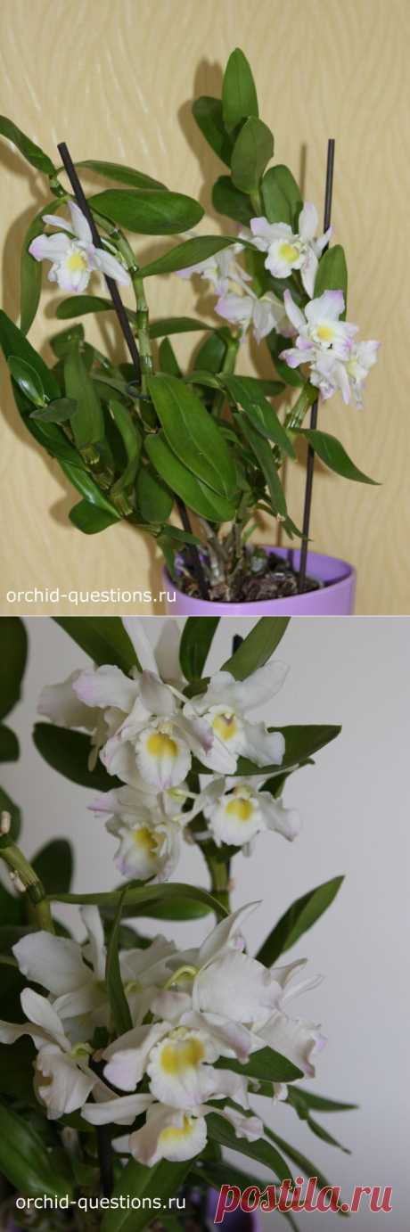 Как ухаживать за орхидеей Дендробиум | Уход за орхидеями