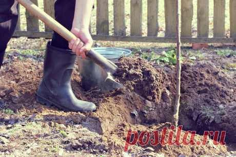 Как посадить вишню – пошаговая инструкция для новичков | Вишня, черешня (Огород.ru)