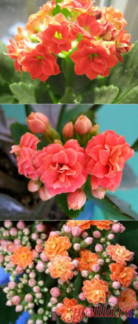 Каланхоэ Блоссфельда – цветок под колпаком | РОЗЫ