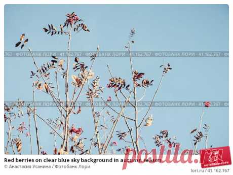 Red berries on clear blue sky background in autumn season Стоковое фото, фотограф Анастасия Усанина / Фотобанк Лори