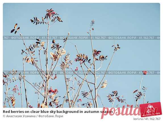 Red berries on clear blue sky background in autumn season Стоковое фото, фотограф Анастасия Усанина / Фотобанк Лори