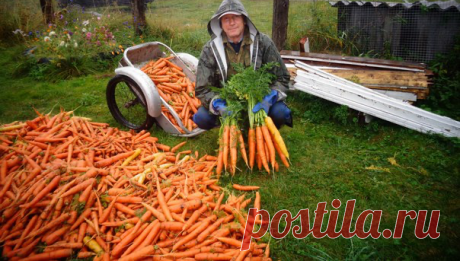 4 сорта Моркови с самой невобразимой урожайностью | Садовод Помощник | Яндекс Дзен