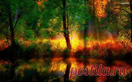 Fall colors in the forest wallpaper - 1172890