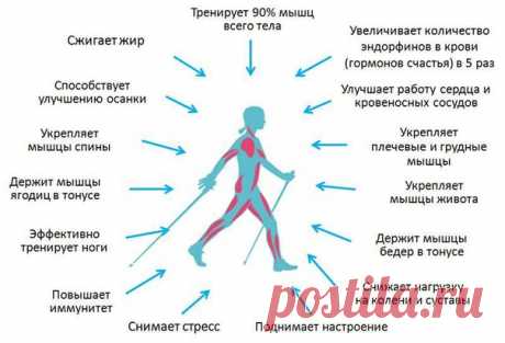 СКАНДИНАВСКАЯ ХОДЬБА.

Скандинавская ходьба прекрасно подходит для людей, которые ведут здоровый образ жизни. 

Этот вид ходьбы придумал знаменитый лыжник Юхе Мието. Почти сто лет назад он показал скандинавскую ходьбу в Финляндии. Когда спортсмен тренировал лыжников, он дал им задание поддерживать форму в течении года путем тренировок с палками без лыж.
Показать полностью…