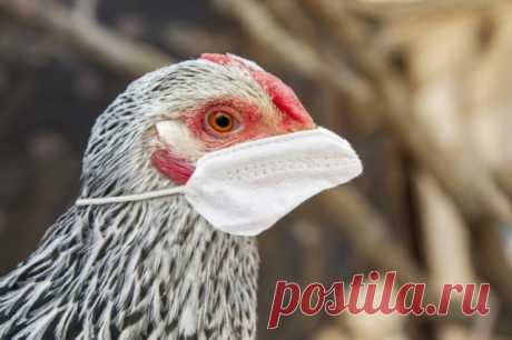 Смертельный вирус-мутант. Птичий грипп может перейти на человека. Птичий грипп мутировал и теперь может инфицировать млекопитающих. В том числе, людей