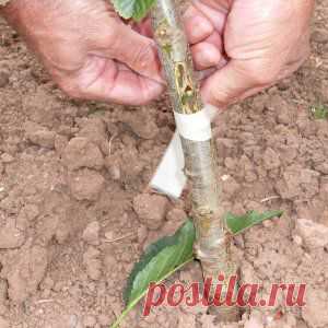 Усадьба | Садовод : Прививка косточковых деревьев методом окулировки