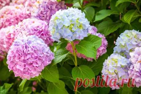 10 самых красивых сортов садовых цветов - Дачно-огородные радости - 7 октября - 43328991070 - Медиаплатформа МирТесен