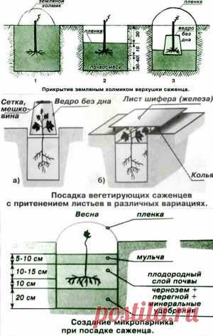 Техника весенней посадки саженцев винограда | Дача - впрок