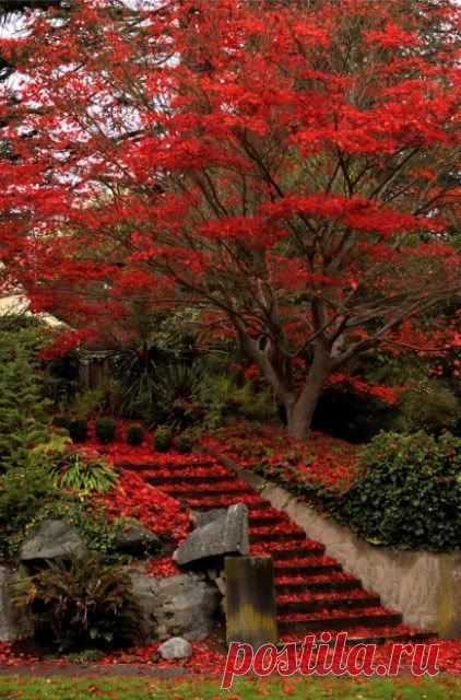 Red Park / Autumn / Fall , Scenery  |  Pinterest • Всемирный каталог идей