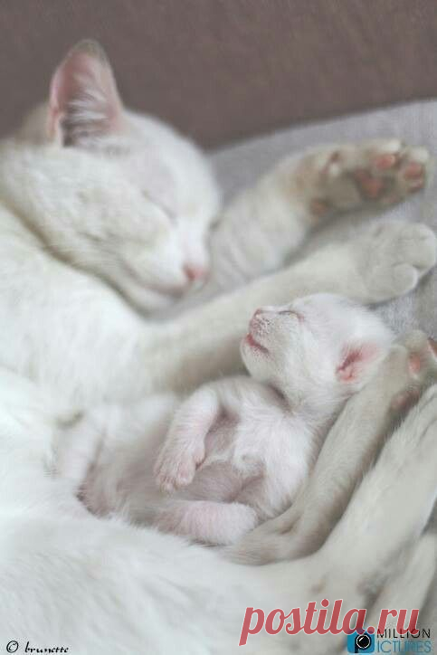 Белый котенок и его белая мама-кошка спят - милое фото 😘 😘 😘