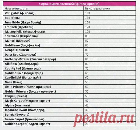 Спирея японская – фото, сорта, уход и размножение | Сайт о саде, даче и комнатных растениях.
