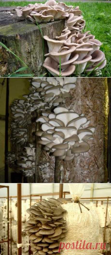 (+1) тема - Вешенки. Выращивание грибов на дачном участке | 6 соток