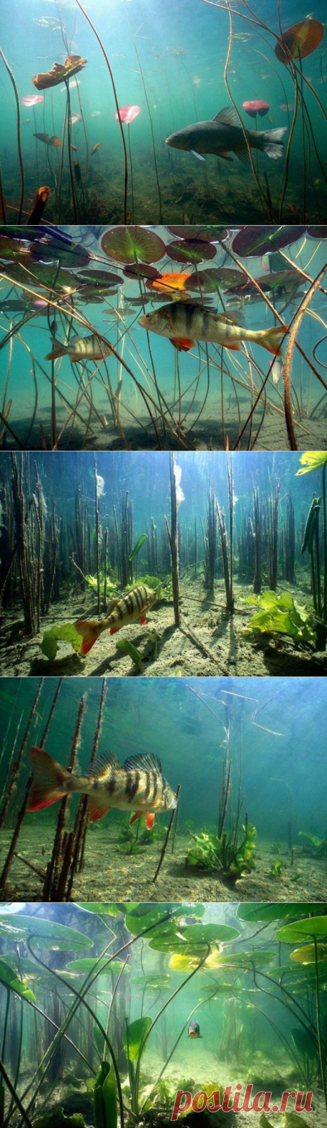 Речная подводная жизнь. | ЛЮБИМЫЕ ФОТО