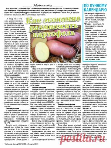 Как экономно размножить картофель