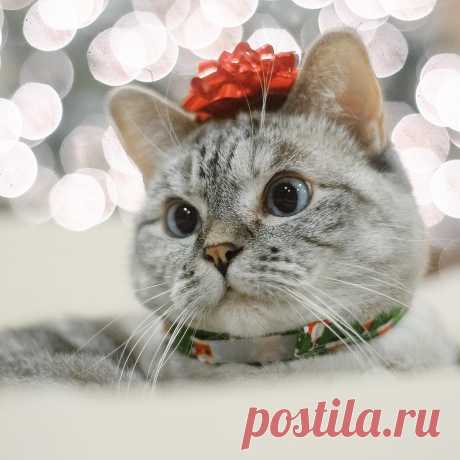 Nala Cat ™ в Instagram: «The Best Christmas Presents🎁» 64.2 тыс. отметок «Нравится», 392 комментариев — Nala Cat ™ (@nala_cat) в Instagram: «The Best Christmas Presents🎁»