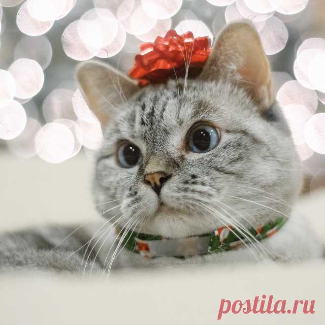 Nala Cat ™ в Instagram: «The Best Christmas Presents🎁» 64.2 тыс. отметок «Нравится», 392 комментариев — Nala Cat ™ (@nala_cat) в Instagram: «The Best Christmas Presents🎁»