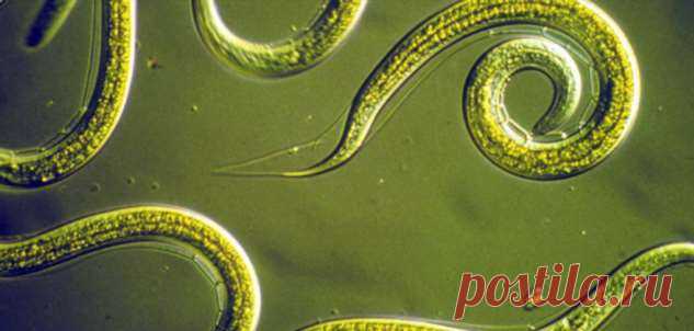 Учёные из Японии научились диагностировать рак при помощи червей | Люблю Себя