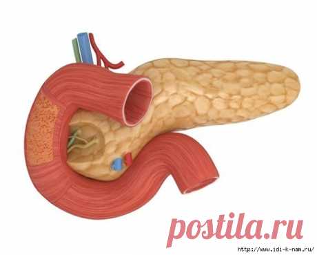 Лечение поджелудочной железы народными методами