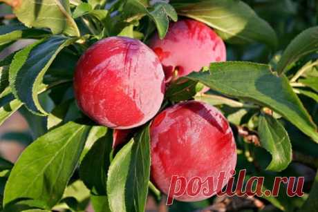 Сливово-вишневые гибриды (СВГ) – описание, сорта, агротехника выращивания