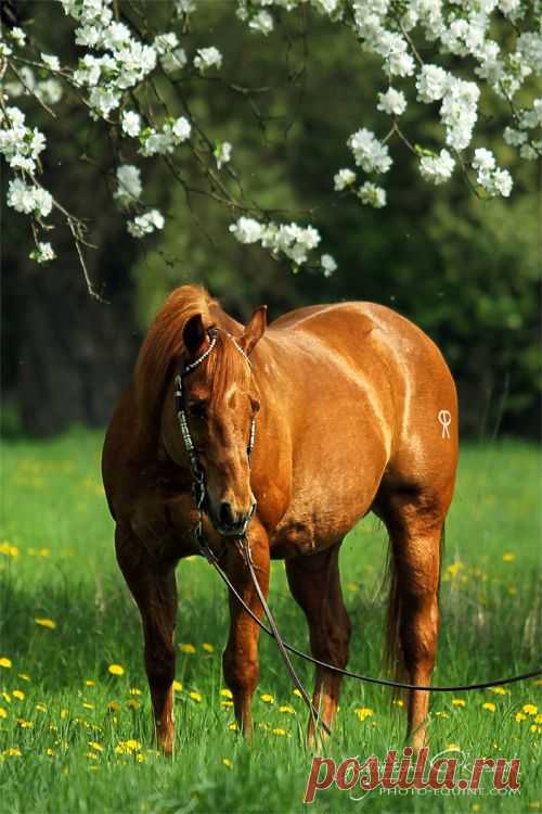 American Quarter Horses - Equine Photography Katarzyna Okrzesik