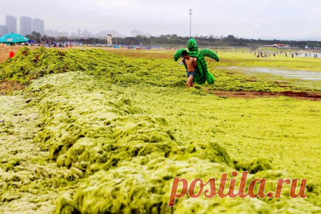 Планета Земля и Человек: Нашествие зеленых водорослей на пляжи Циндао
