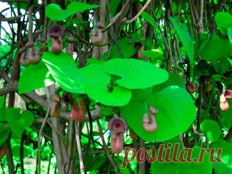 Лекарственное растение Кирказон ломоносовидный (Juglans regia). Многолетнее растение высотой 30-70 см. Стебель прямостоячий, иногда изогнутый, но не вьющийся и не ветвящийся. Листья округлые, у основания глубокосердцелистные, длинночерешковые, длина колеблется между 6 и 12 см.
