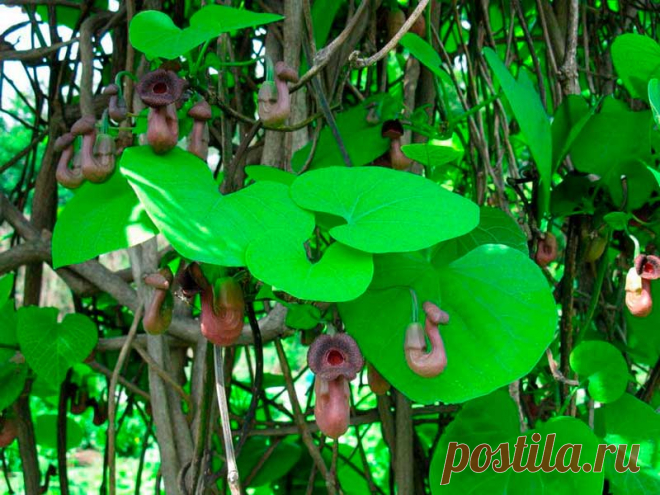 Лекарственное растение Кирказон ломоносовидный (Juglans regia). Многолетнее растение высотой 30-70 см. Стебель прямостоячий, иногда изогнутый, но не вьющийся и не ветвящийся. Листья округлые, у основания глубокосердцелистные, длинночерешковые, длина колеблется между 6 и 12 см.