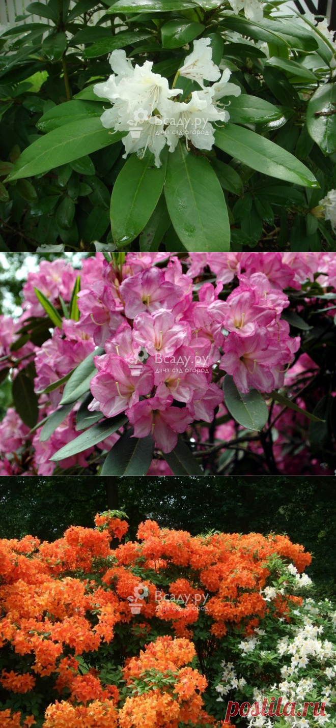 Рододендрон садовый посадка и уход в открытом
