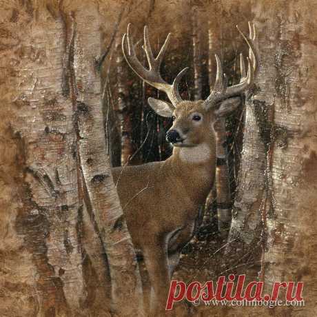 Birchwood Buck - Whitetail Deer Painting, Hand Signed Art Print by Collin Bogle - Collin Bogle Nature Art