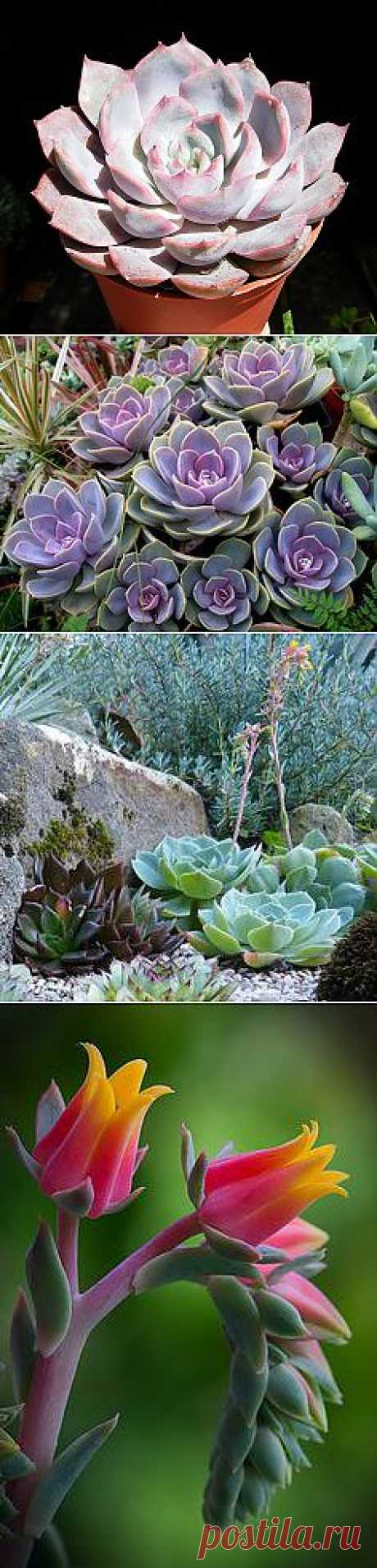 Echeveria Lidia by Manue64, via Flickr | Succulents