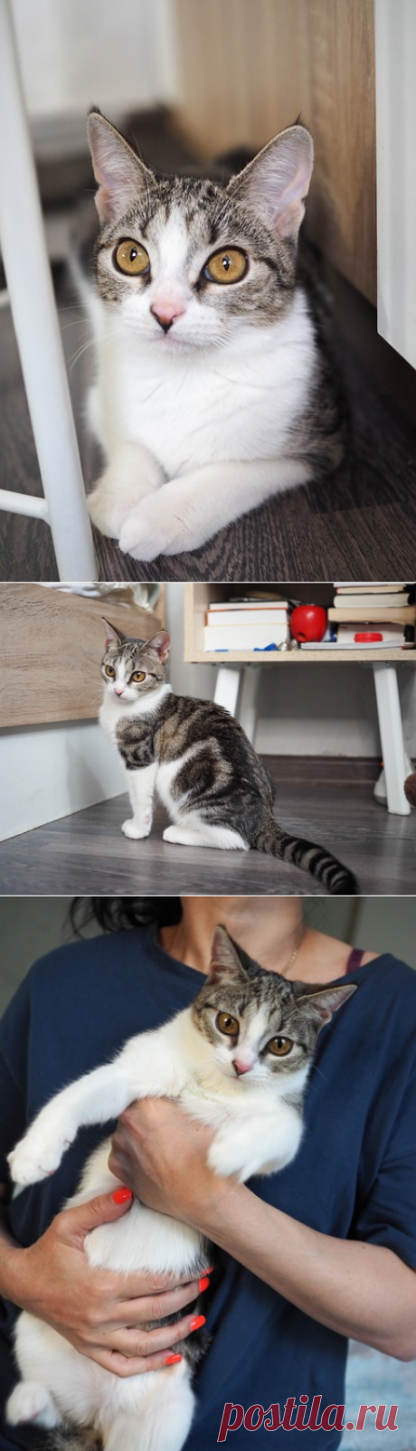 Кошечка Марта в добрые руки. Москва – ZOOCHARITY | БУДЬ МИЛОСЕРДНЫМ К БРАТЬЯМ МЕНЬШИМ!, пользователь Galina Panina | Группы Мой Мир