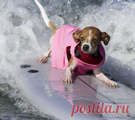 Собачий сёрфинг. Соревнования Surf Dog Surf-A-thon 2014