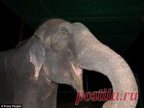 Спасение слона, проведшего 50 лет в неволе, который плакал от счастья... | НАУКА И ЖИЗНЬ