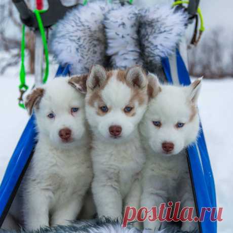 Щенки хаски впервые вышли на снег. Очень трогательные фото!