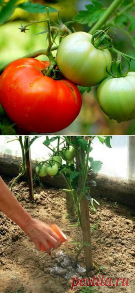 Секреты крупных томатов | Огородник (Усадьба)