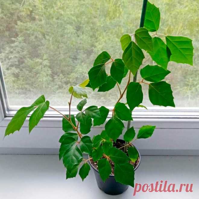 Комнатное растение Роициссус (Rhoicissus). Наряду с циссусом и тетрастигмой роициссус относится к семейству Виноградовые. Это довольно популярное теневыносливое и быстро разрастающееся растение можно использовать для маскировки больших вертикальных плоскостей. Роициссус обычно высаживают в подвесные горшки. Растение весьма неприхотливо, оно способно расти в широком диапазоне температур и хорошо себя чувствует в условиях сухого воздуха городских квартир.