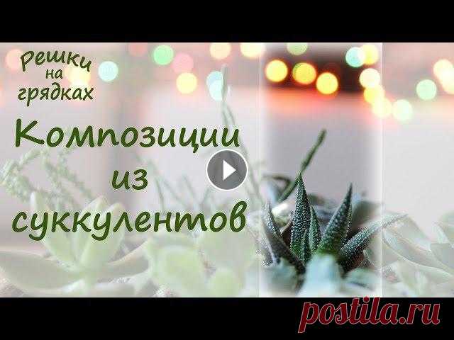 Шикарные композиции из суккулентов! DIY: Мини-сад в горшке! В этом предновогоднем видео мы расскажем и покажем, как сделать в подарок красивые композиции из суккулентов, сад в горшке, мини-сад. Одно можно сказа...