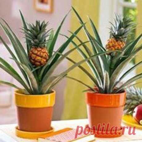 Усадьба | Цветы в доме : Выращиваем ананас в домашних условиях