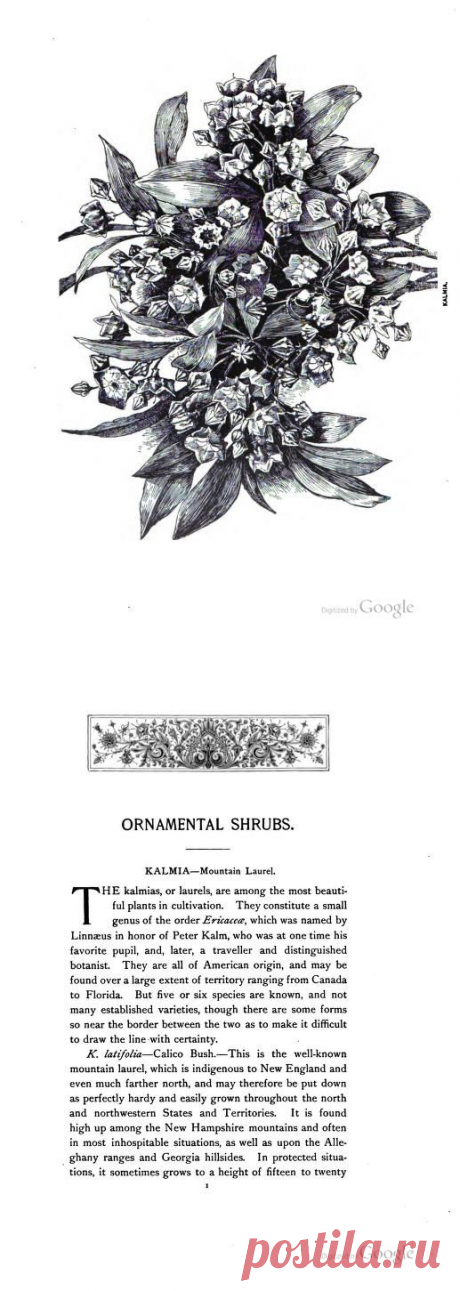 Ornamental shrubs for garden, lawn, and park planting, with an account of the origin, capabilities, and adaptations of the numerous species and varieties, native and foreign, and especially of the new and rare sorts, suited to cultivation in the United States : Davis, Lucius Daniel, 1826- : Free Download, Borrow, and Streaming : Internet Archive