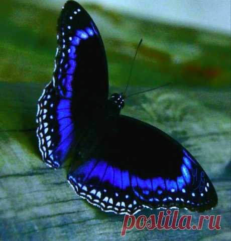 Farfalla | Butterfly species, Beautiful butterflies, Blue butterfly tattoo Mar 21, 2021 - This Pin was discovered by Debbie Ketcher-Ellis. Discover (and save!) your own Pins on Pinterest
