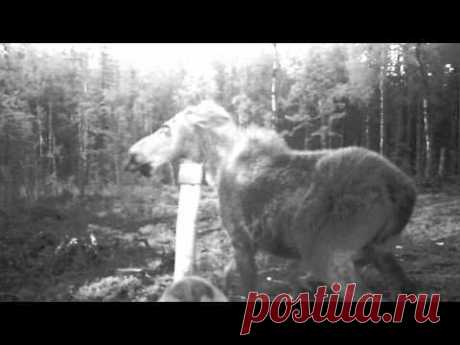 Лось защищает лосенка от волков в Швеции