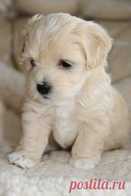 White Havanese Puppies havanese puppy dog https://www.zazzle.com/alwaysdogs/havanese?q=havanese