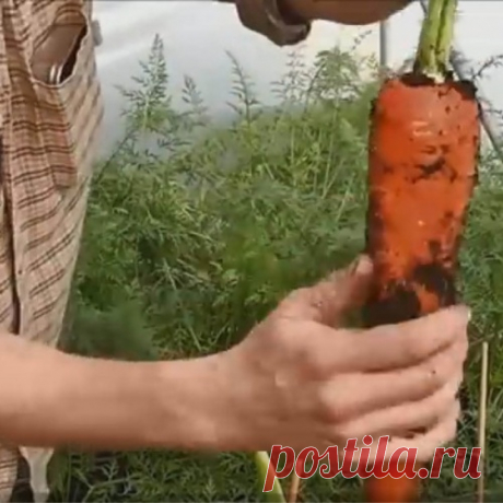 Уникальный способ вырастить длинную и сочную морковь