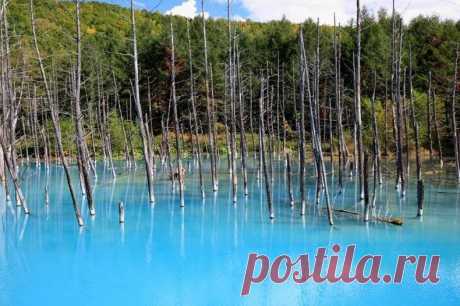 Голубой пруд (Blue Pond), Хоккайдо, Япония. Абсолютно голубой пруд находится на острове Хоккайдо (Hokkaido), который является вторым по величине в Японии и расположен неподалеку от известного живописного города Бией (Biei). Название «Голубой Пруд» (Blue Pond) появилось не просто так, пруд действительно ярко-голубой, но откуда же у...