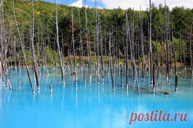 Голубой пруд (Blue Pond), Хоккайдо, Япония. Абсолютно голубой пруд находится на острове Хоккайдо (Hokkaido), который является вторым по величине в Японии и расположен неподалеку от известного живописного города Бией (Biei). Название «Голубой Пруд» (Blue Pond) появилось не просто так, пруд действительно ярко-голубой, но откуда же у...