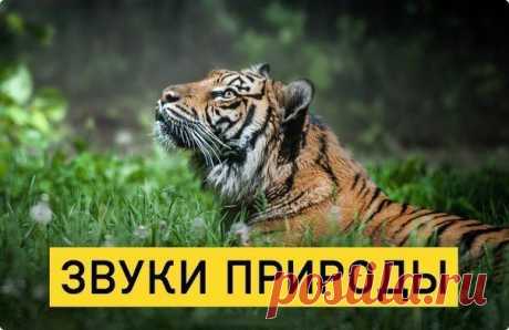 музыка= звуки природы