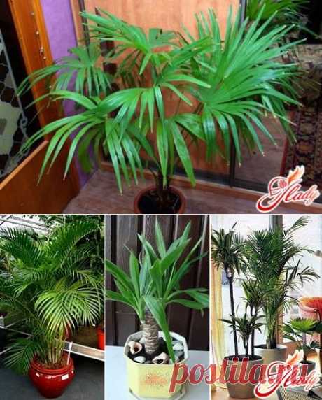 Комнатные пальмы – виды и разновидности тропических деревьев