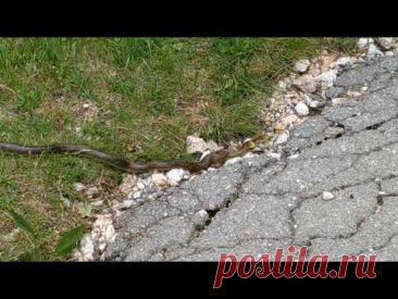 #змея обычно они убегают от шороха 😀 продолжение в коротких видео